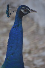 Obraz premium Peafowl is a common name for two bird species of the genus Pavo and one species of the closely related genus Afropavo within the tribe Pavonini of the family Phasianidae.