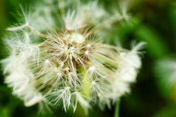 Dandelion at the meadow spring pollination seeds in green color