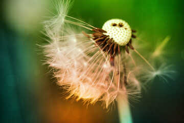 Fototapeta premium Dandelion at the meadow spring pollination seeds in green color