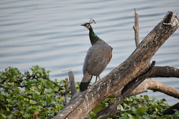 Peafowl is a common name for two bird species of the genus Pavo and one species of the closely related genus Afropavo within the tribe Pavonini of the family Phasianidae.