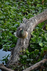Peafowl is a common name for two bird species of the genus Pavo and one species of the closely related genus Afropavo within the tribe Pavonini of the family Phasianidae.