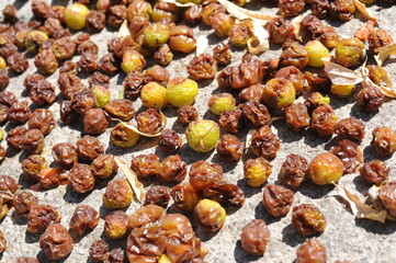 Raisins drying in the sun on a sunny day. Delicious natural sun dried food and fruits.