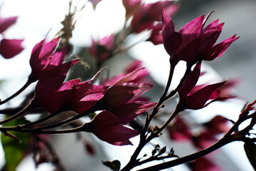 pink purple flowers on a twig in a group