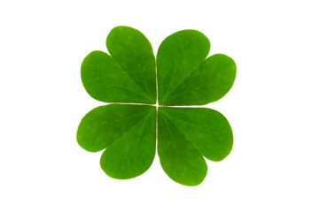 Lucky four leaf clover isolated on transparent background