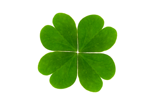 Lucky four leaf clover isolated on transparent background