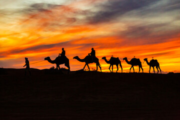 Camel tour silhouettes on a sand hill in colorful evening backlight in a desert in Morocco, North Africa