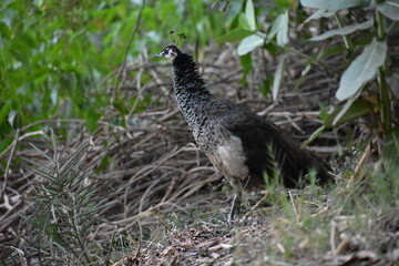 Peafowl is a common name for two bird species of the genus Pavo and one species of the closely related genus Afropavo within the tribe Pavonini of the family Phasianidae.