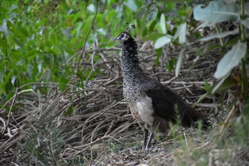 Peafowl is a common name for two bird species of the genus Pavo and one species of the closely related genus Afropavo within the tribe Pavonini of the family Phasianidae.