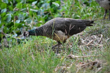 Peafowl is a common name for two bird species of the genus Pavo and one species of the closely related genus Afropavo within the tribe Pavonini of the family Phasianidae.