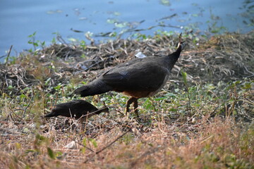 Peafowl is a common name for two bird species of the genus Pavo and one species of the closely related genus Afropavo within the tribe Pavonini of the family Phasianidae.
