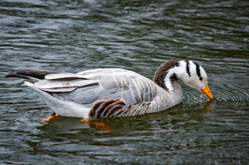 Streifengans beim Trinken im Wasser
