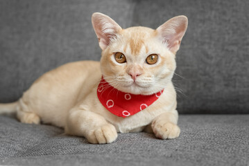 Cream Burmese cat with amber eyes resting on a gray sofa.