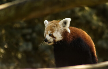 Fototapeta premium Portrait of a red panda. Red panda. Portrait of a red panda on a blurred background. Animal, beast, face, cute animal.