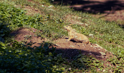 The black-tailed prairie dog with the Latin name Cynomys ludovicianus. A small grizzly-like social animal. Small cute rodent. Rodent, fur, cute.