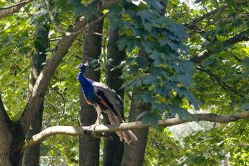 Peacock in the park resting on a tree branch. Colorful exotic bird. Peacock on the tree.