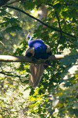 Peacock in the park resting on a tree branch. Colorful exotic bird. Peacock on the tree.