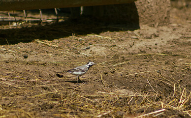 White wagtail hopping on the ground between haystacks. Small fast bird. White wagtail with Latin name Motacilla alba. Bird in nature, bird on the farm, animal, tail, beak.