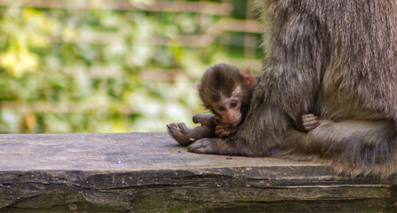 A small baby macaque hiding with its mother. Baby monkey. Young. Monkeys in the zoo. A little frolicking monkey in the safe vicinity of its mother.
