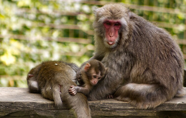 A small baby macaque hiding with its mother. Baby monkey. Young. Monkeys in the zoo. A little frolicking monkey in the safe vicinity of its mother.