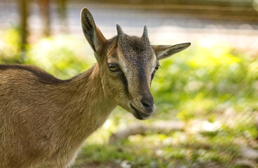 Portrait of a goat head. Cute goat on a blurred background. Cute domestic animal. Baby goat, small horns.