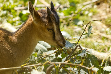 Portrait of a goat eating leaves on a branch. Cute goat. Portrait of a goat. Goat, animal, cute.