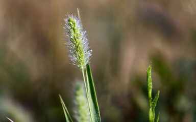 Abstract photo of dew drops on a blade of ornamental tall grass. Dew on plant, morning dew, abstract. The beauty of nature, the environment.