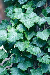 Detail of ivy leaves with water drops after rain. Raindrops on green ivy leaves. Leaves, water drops on leaves, summer.