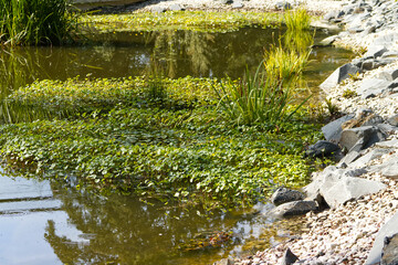 Garden pond with rocky shore and aquatic plants. Garden pond. Aquatic plants and grasses. Reflection of plants on the surface. Summer, season, garden, nature.