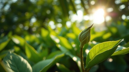 Fototapeta premium A single flower bud emerges, bathed in the warm glow of sunlight, surrounded by vibrant green foliage.