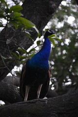 Fototapeta premium Peafowl is a common name for two bird species of the genus Pavo and one species of the closely related genus Afropavo within the tribe Pavonini of the family Phasianidae.