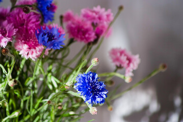 bouquet of spring flowers of blue and pink cornflowers illuminated by the rays of the sun in the background gray background