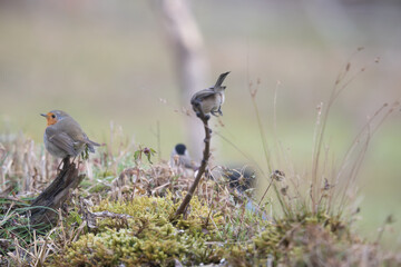 Fauna selvatica Capanno Nisida Poiana