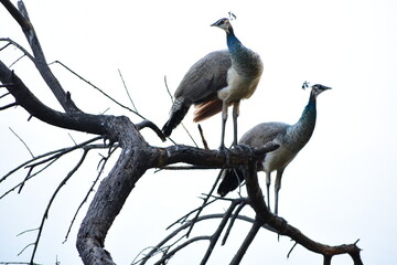 Peafowl is a common name for two bird species of the genus Pavo and one species of the closely related genus Afropavo within the tribe Pavonini of the family Phasianidae.