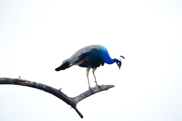 Peafowl is a common name for two bird species of the genus Pavo and one species of the closely related genus Afropavo within the tribe Pavonini of the family Phasianidae.