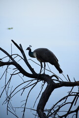 Peafowl is a common name for two bird species of the genus Pavo and one species of the closely related genus Afropavo within the tribe Pavonini of the family Phasianidae.