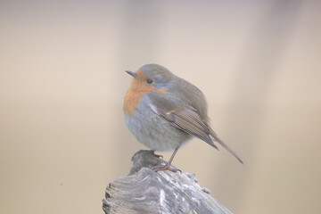 Fauna selvatica Capanno Nisida Poiana