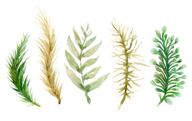 Luxury christmas and happy new year holiday winter swason template set. Watercolor winter leaf branch, holly, isolated background