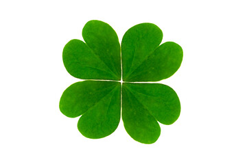 Lucky four leaf clover isolated on plain background