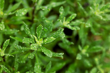 Osteospermum leaves of Cape daisy in the rain. Full frame