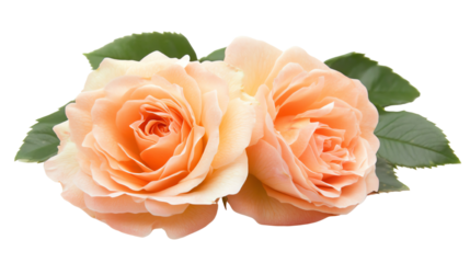 Beautiful peach roses with lush green leaves, perfect for decoration.