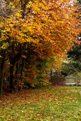 Row of maple and elm trees cover the lawn with orange leaves.