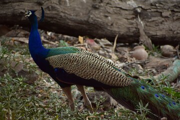 Fototapeta premium Peafowl is a common name for two bird species of the genus Pavo and one species of the closely related genus Afropavo within the tribe Pavonini of the family Phasianidae.