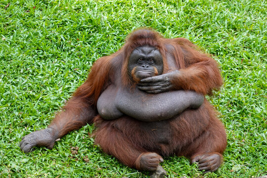 The orang-utan is the most arboreal of the great apes. Orang-utans have proportionately short legs and long arms, and have reddish-brown hair covering their bodies - Powered by Adobe