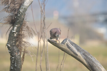 Fauna selvatica Capanno Nisida Poiana
