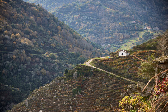 Vineyards. View of the vineyards of the Ribeira Sacra, in the province of Lugo, where a red wine with a designation of origin is obtained