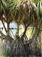 The stem and special root of Screw pine is a buttress root or prop root. Pandanus tectorius...