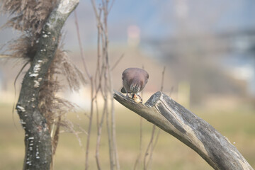 Fauna selvatica Capanno Nisida Poiana
