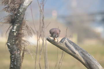 Fauna selvatica Capanno Nisida Poiana
