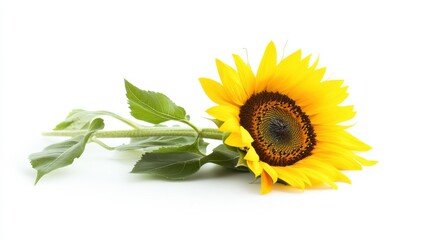 A single bright sunflower isolated against a pure white backdrop