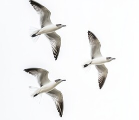 Obraz premium Three Seagulls in Flight Against a Bright Sky Captured in Midair, Showcasing Graceful Movement and Natural Beauty in the Open Air